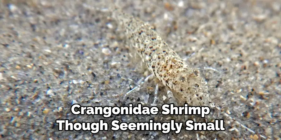 Crangonidae Shrimp
Though Seemingly Small