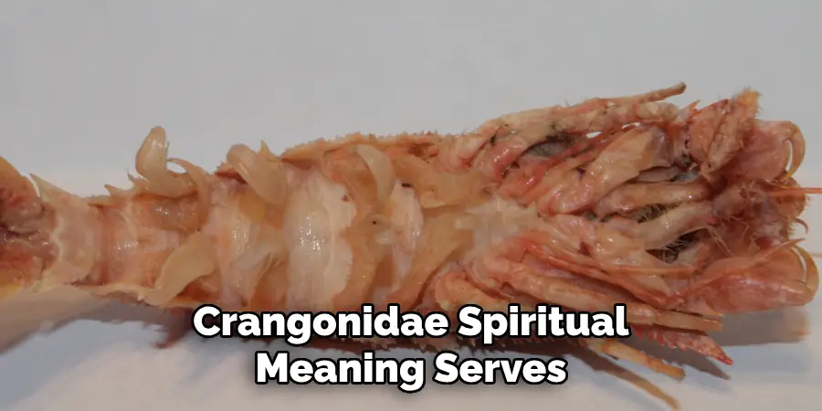 Crangonidae Spiritual
Meaning Serves