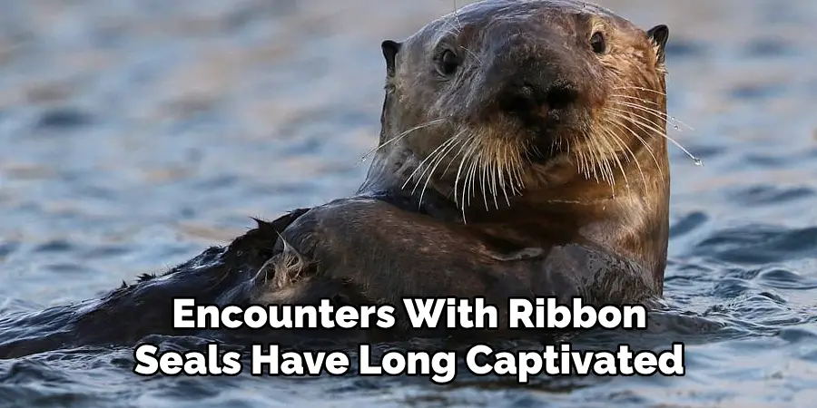 Encounters With Ribbon
Seals Have Long Captivated