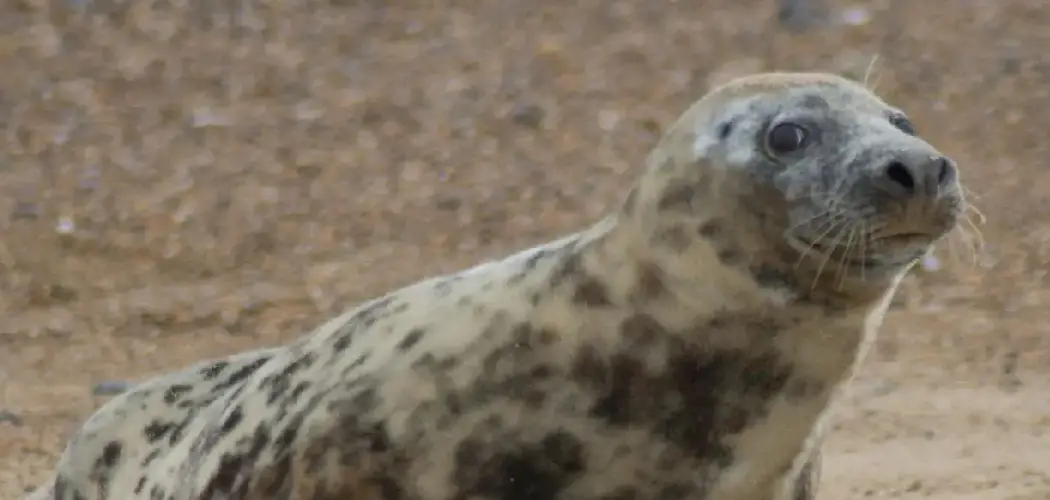 Grey Seal Spiritual Meaning