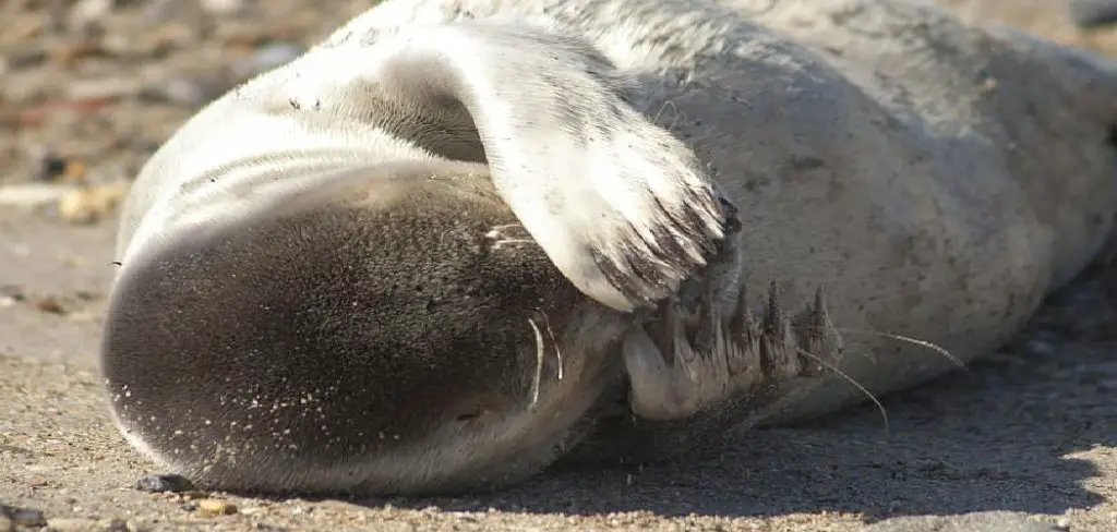 Harp Seal Spiritual Meaning