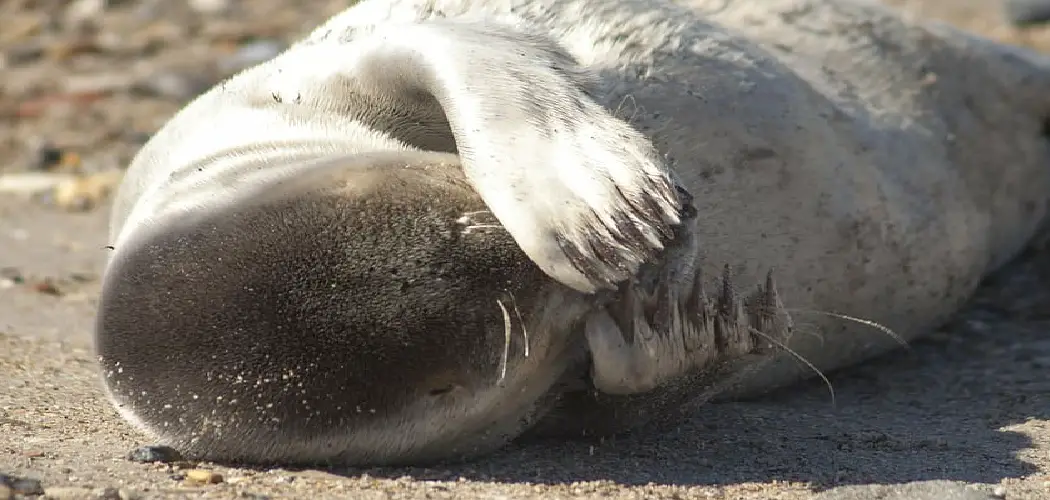 Harp Seal Spiritual