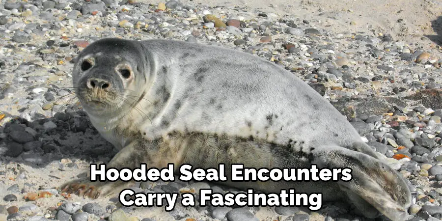 Hooded Seal Encounters
Carry a Fascinating
