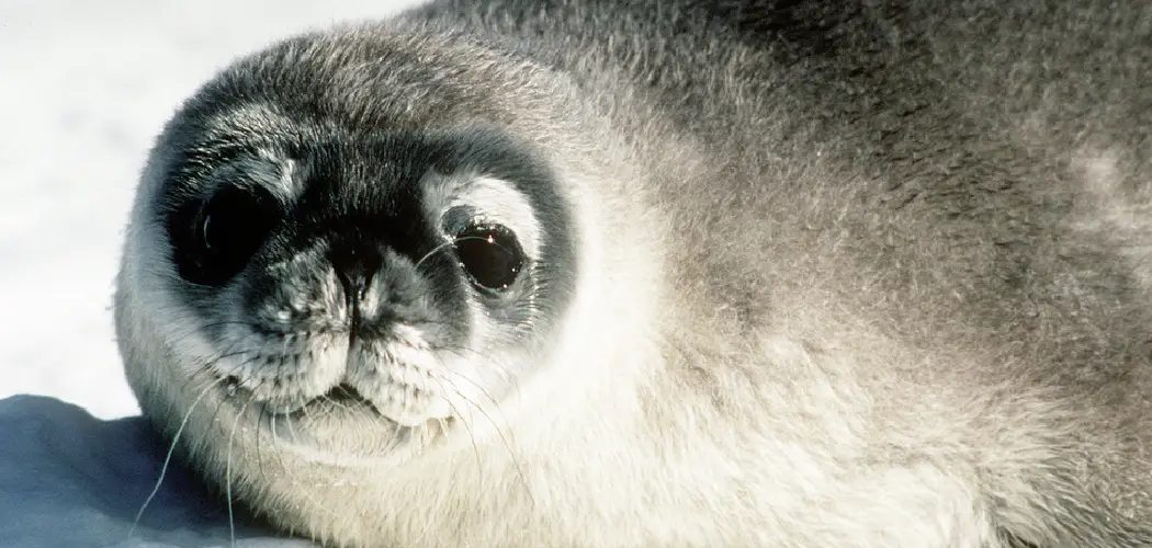 Hooded Seal Spiritual