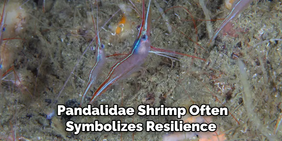 Pandalidae Shrimp Often
Symbolizes Resilience