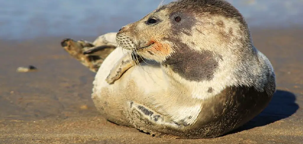 Ringed Seal Spiritual Meaning
