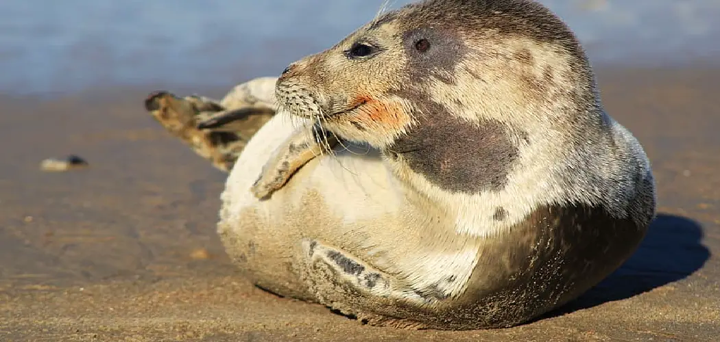 Ringed Seal Spiritual