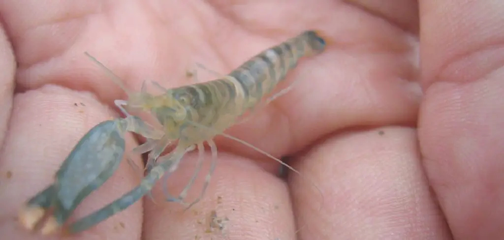 Snapping Shrimp Spiritual Meaning