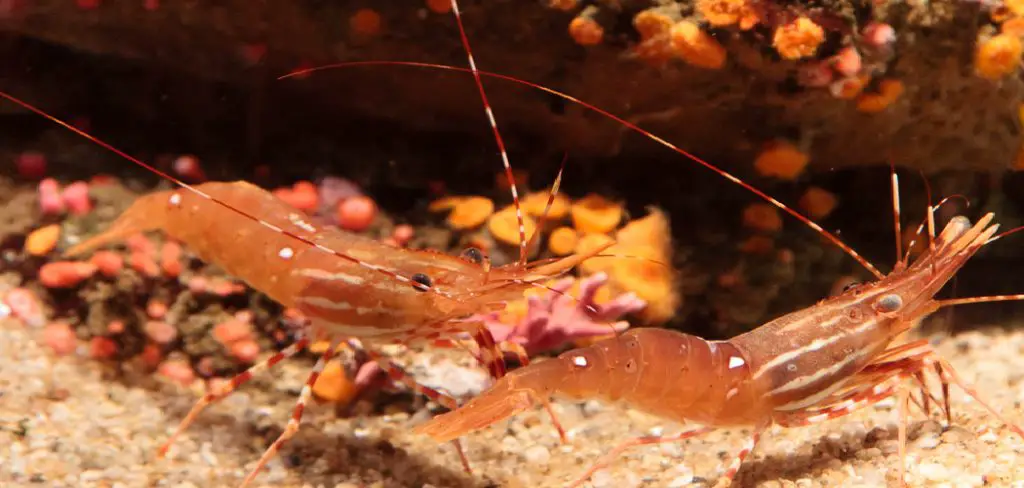 Spot Prawn Spiritual Meaning