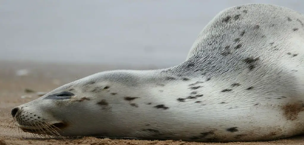 Spotted Seal Spiritual Meaning