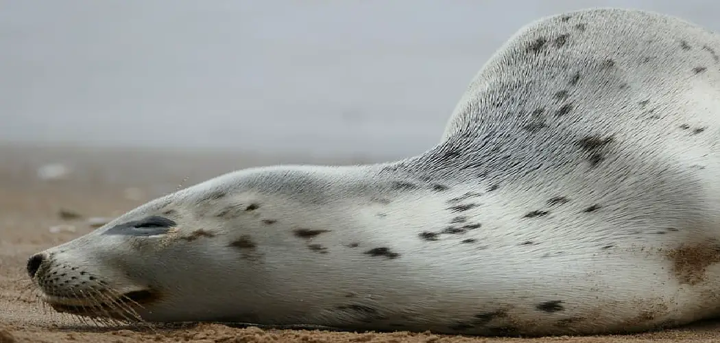 Spotted Seal Spiritual