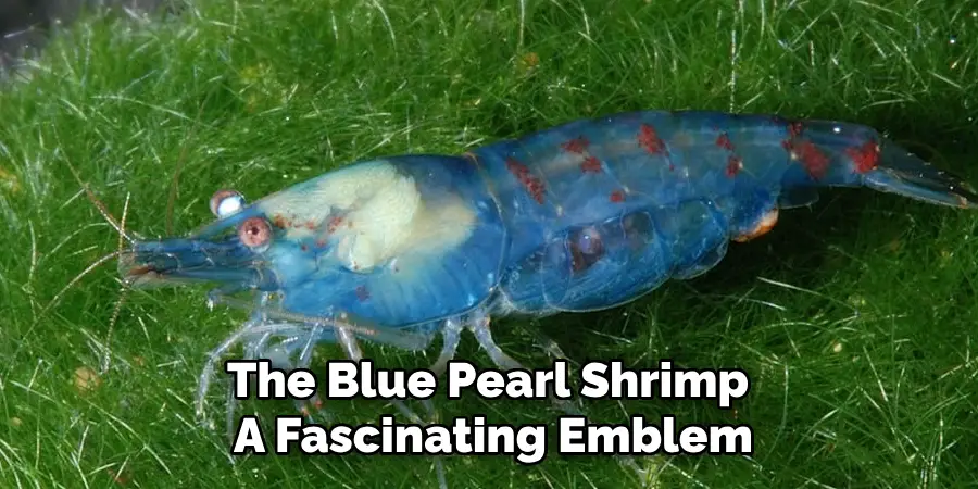 The Blue Pearl Shrimp
A Fascinating Emblem