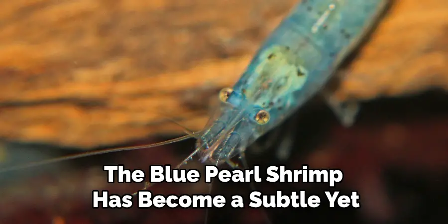 The Blue Pearl Shrimp
Has Become a Subtle Yet