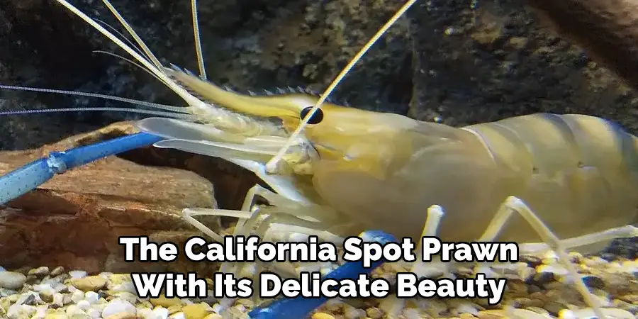 The California Spot Prawn
With Its Delicate Beauty