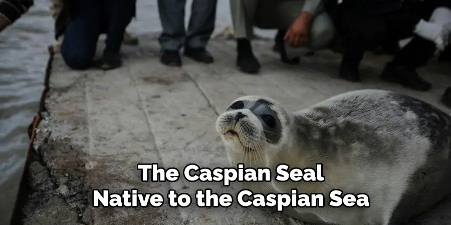 The Caspian Seal
Native to the Caspian Sea