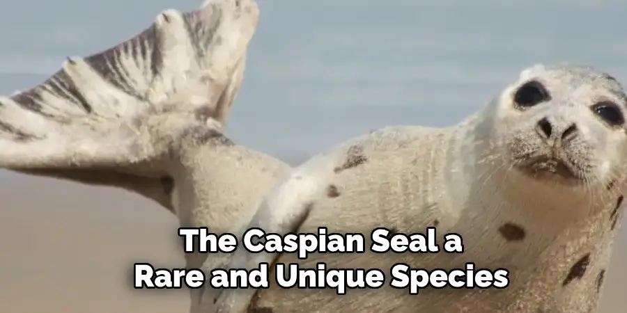 The Caspian Seal a
Rare and Unique Species