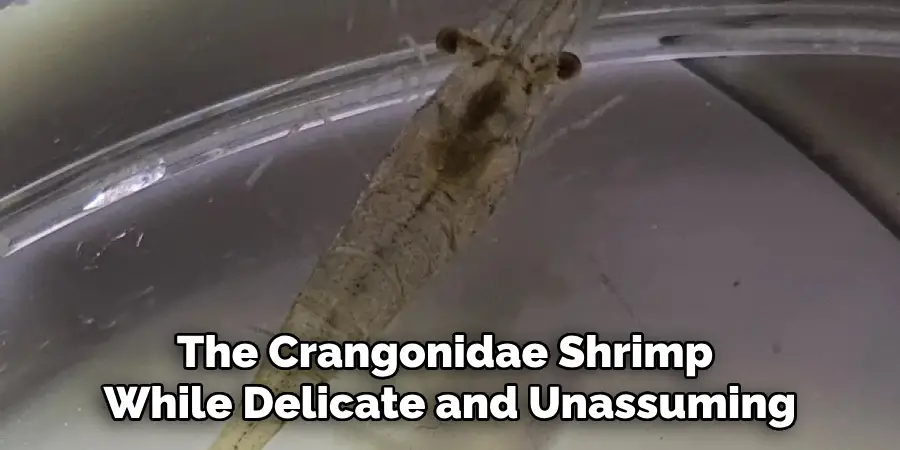 The Crangonidae Shrimp
While Delicate and Unassuming