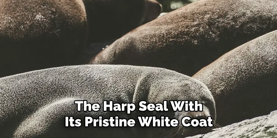 The Harp Seal With
Its Pristine White Coat