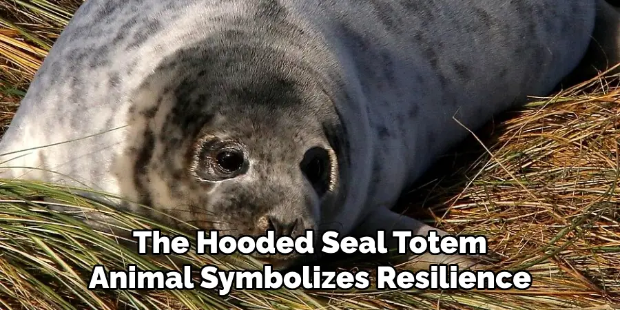 The Hooded Seal Totem
Animal Symbolizes Resilience