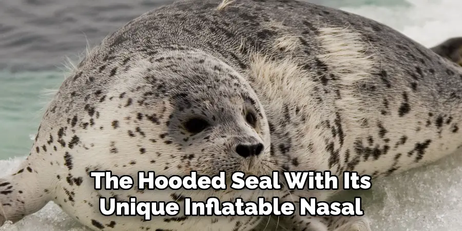 The Hooded Seal With Its
Unique Inflatable Nasal