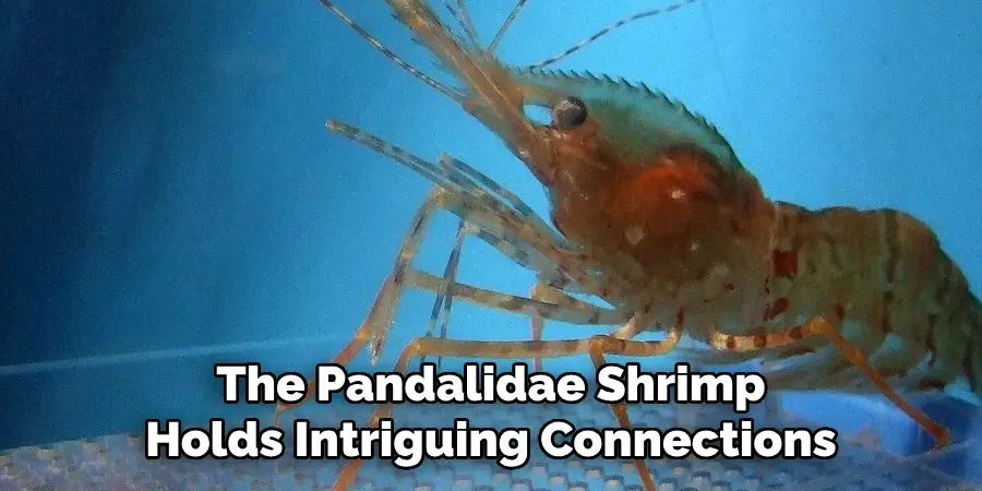 The Pandalidae Shrimp
Holds Intriguing Connections