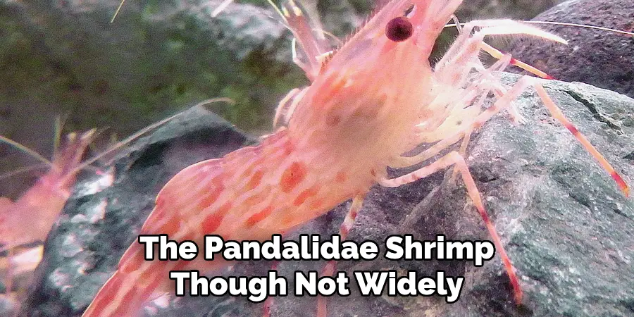 The Pandalidae Shrimp
Though Not Widely