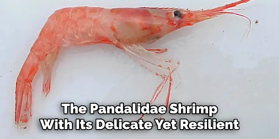 The Pandalidae Shrimp
With Its Delicate Yet Resilient