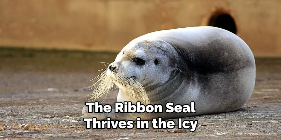 The Ribbon Seal
Thrives in the Icy