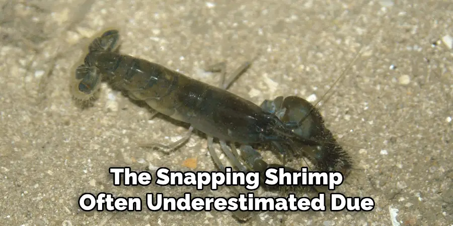 The Snapping Shrimp
Often Underestimated Due