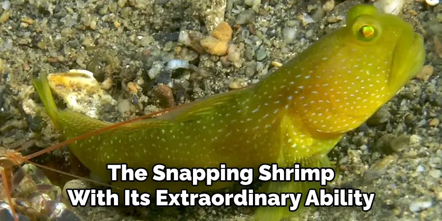 The Snapping Shrimp
With Its Extraordinary Ability