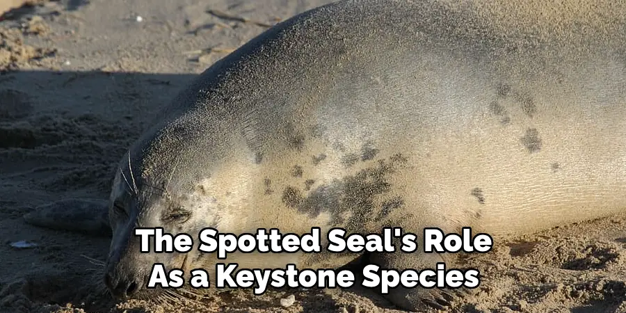 The Spotted Seal's Role
As a Keystone Species