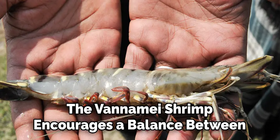 The Vannamei Shrimp Encourages a Balance Between