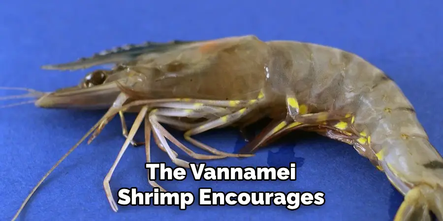 The Vannamei
Shrimp Encourages