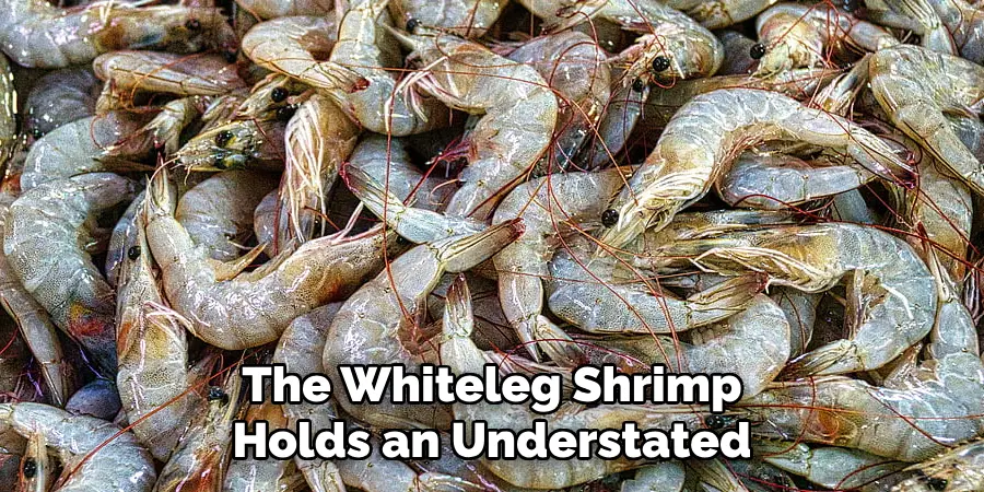 The Whiteleg Shrimp
Holds an Understated