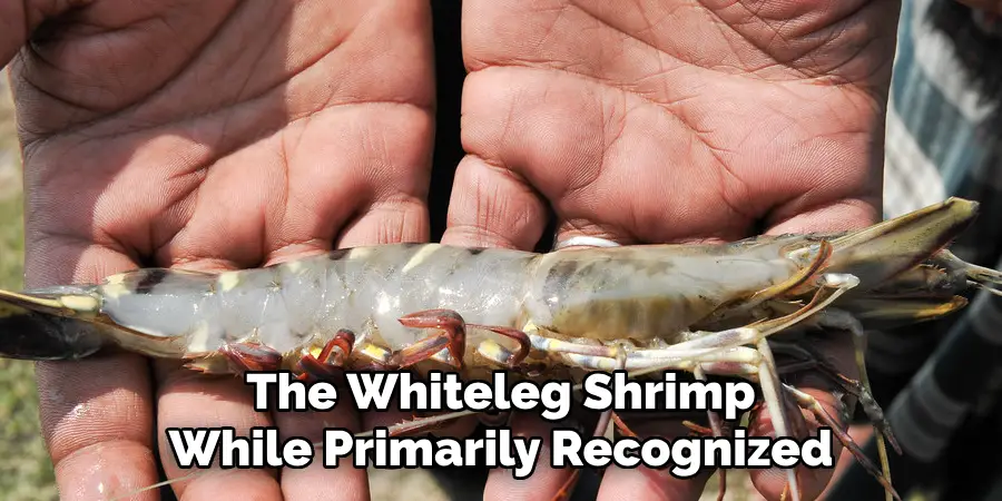 The Whiteleg Shrimp
While Primarily Recognized