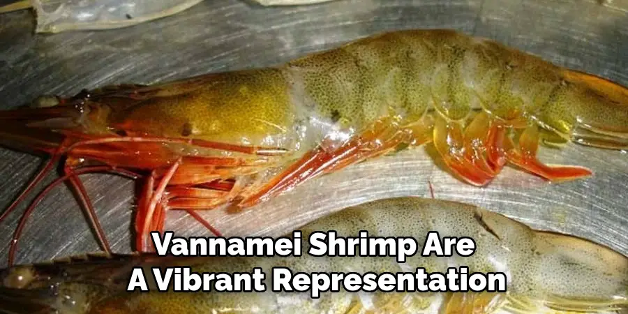 Vannamei Shrimp Are
A Vibrant Representation