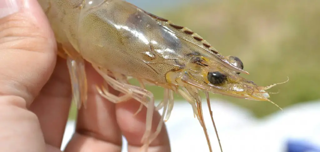 Vannamei Shrimp Spiritual Meaning