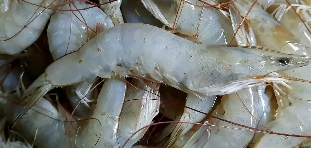 Whiteleg Shrimp Spiritual Meaning
