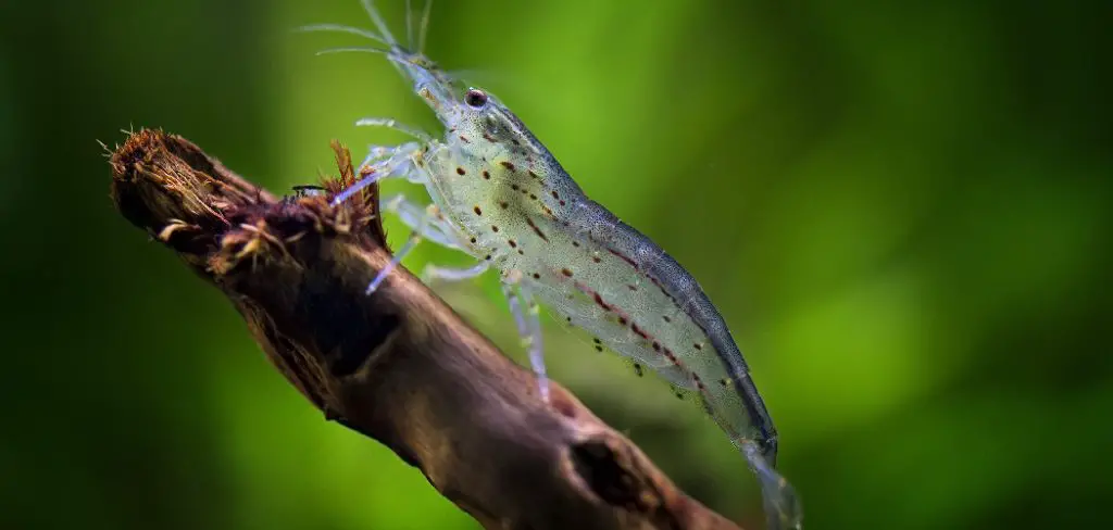 Amano Shrimp Spiritual Meaning