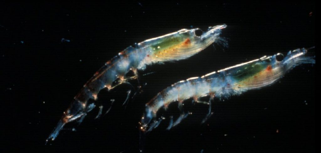 Antarctic krill Spiritual Meaning, Symbolism and Totem