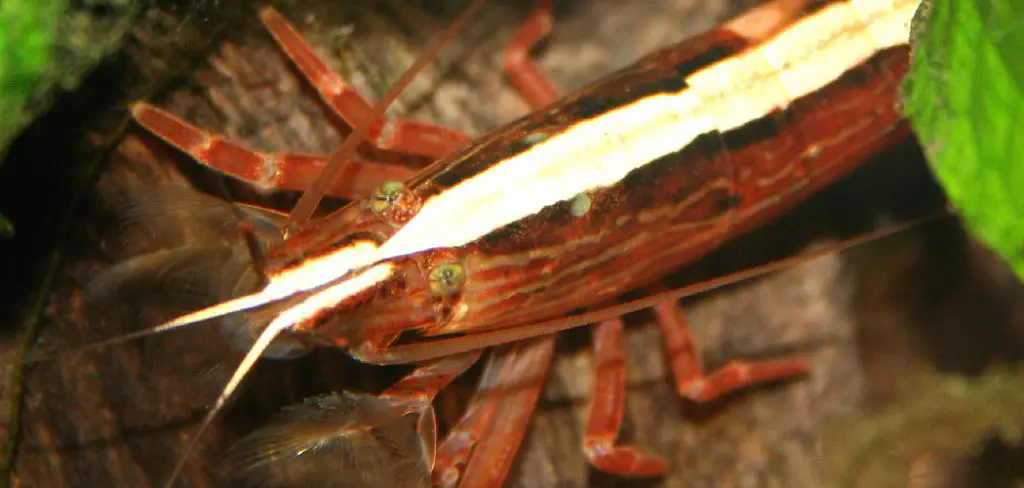 Bamboo Shrimp Spiritual Meaning