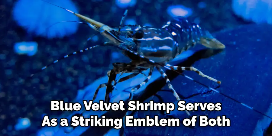 Blue Velvet Shrimp Serves
As a Striking Emblem of Both