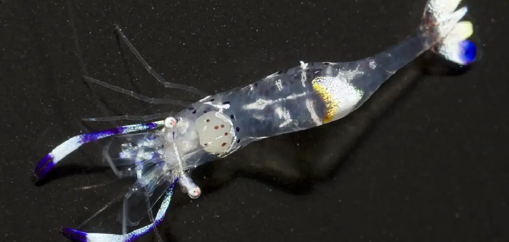 Blue Velvet Shrimp Spiritual Meaning