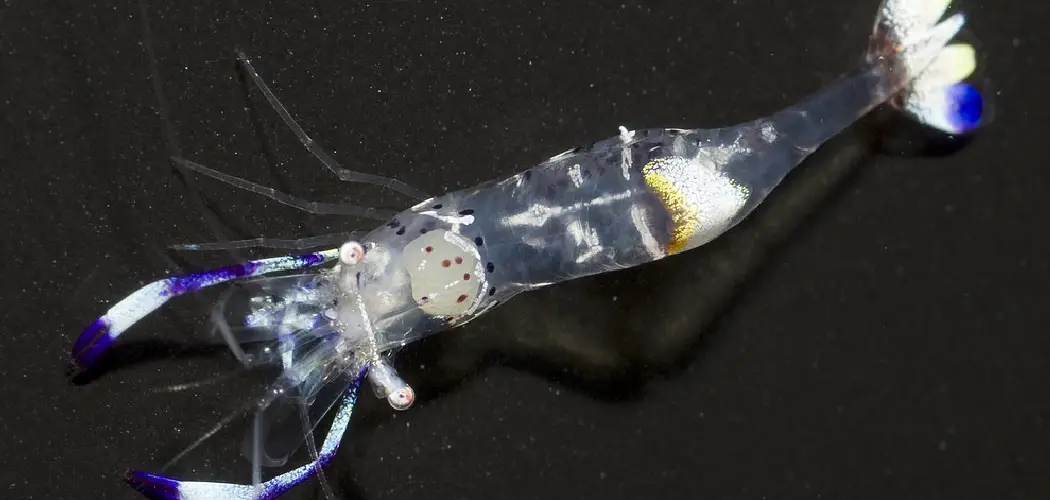 Blue Velvet Shrimp Spiritual Meaning