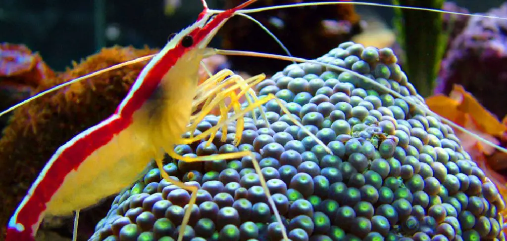 Cleaner Shrimp Spiritual Meaning