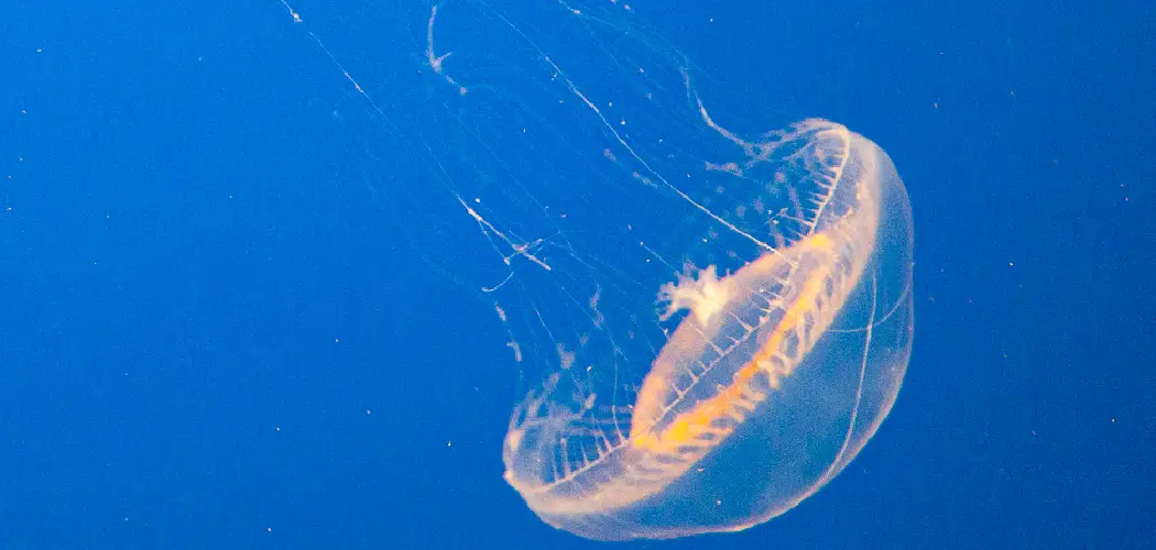 Crystal jelly Spiritual Meaning, Symbolism and Totem