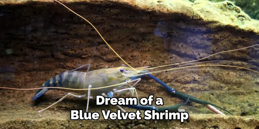 Dream of a
Blue Velvet Shrimp