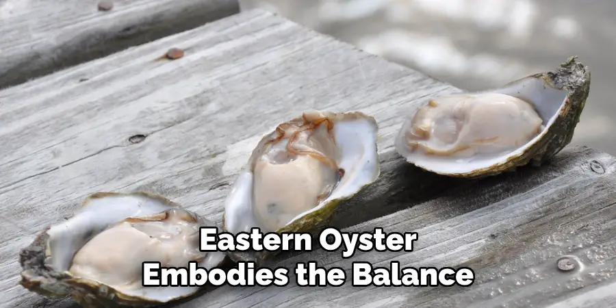 Eastern Oyster
Embodies the Balance