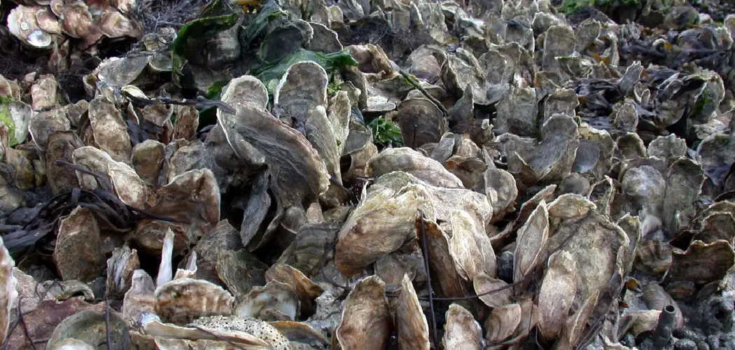 Eastern Oyster Spiritual Meaning, Symbolism and Totem