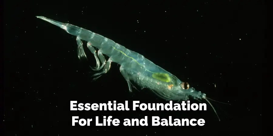 Essential Foundation
For Life and Balance